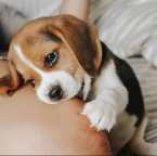 在他国中国公民或他国人申请加拿大澳洲新西兰美国英国移民留学签