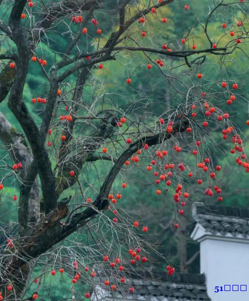 芝加哥澳大利亚新西兰加拿大结婚移民伴侣移民子女移民 芝加哥澳大利亚新西兰加拿大结婚移民伴侣移民子女移民